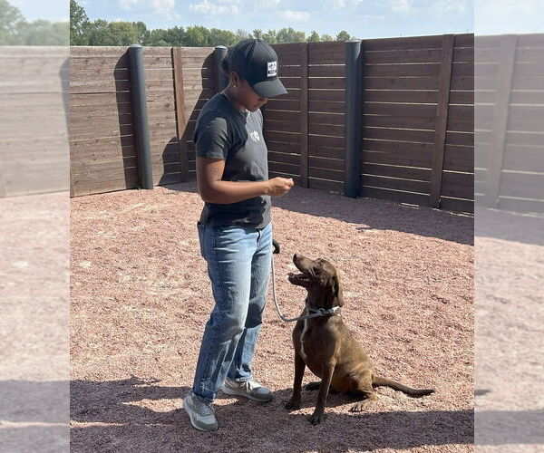 Medium Photo #3 Labrador Retriever-Unknown Mix Puppy For Sale in Bolivar, MO, USA