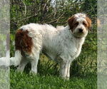 Small #2 Great Pyrenees