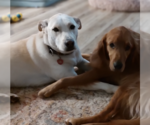 Small #5 Huskies -Labrador Retriever Mix