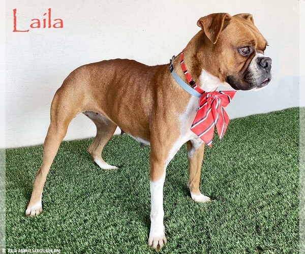 Medium Photo #1 Boxer-Unknown Mix Puppy For Sale in San Diego, CA, USA