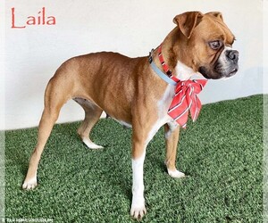 Medium Boxer Mix