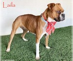 Small Boxer Mix