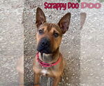 Small #28 American Staffordshire Terrier-Chinese Shar-Pei Mix