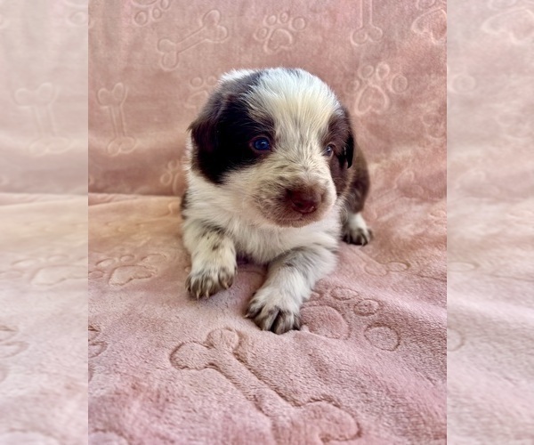 Medium Photo #13 Border Collie Puppy For Sale in MARYVILLE, TN, USA