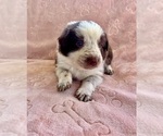 Small Photo #13 Border Collie Puppy For Sale in MARYVILLE, TN, USA