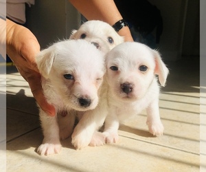 Maltese Puppy for sale in FORT LAUDERDALE, FL, USA