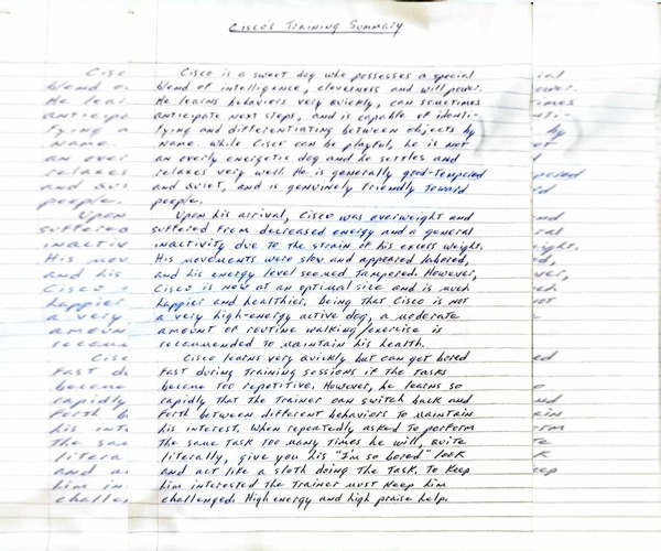 Medium Photo #8 American Pit Bull Terrier-Texas Heeler Mix Puppy For Sale in Visalia, CA, USA