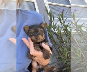 Yorkshire Terrier Puppy for sale in VIRGINIA BEACH, VA, USA