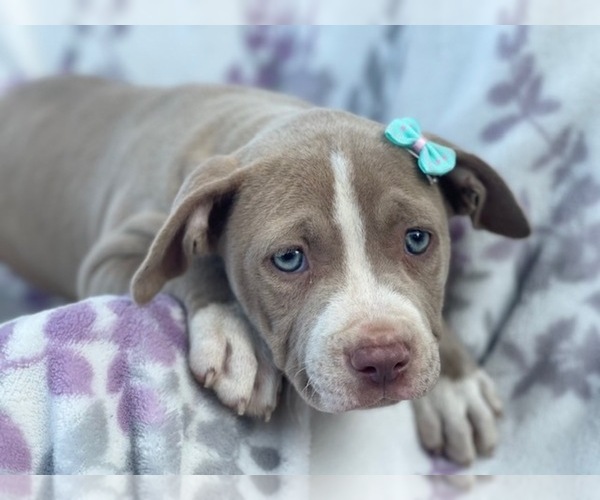 Medium Photo #1 American Bully Puppy For Sale in LAKELAND, FL, USA