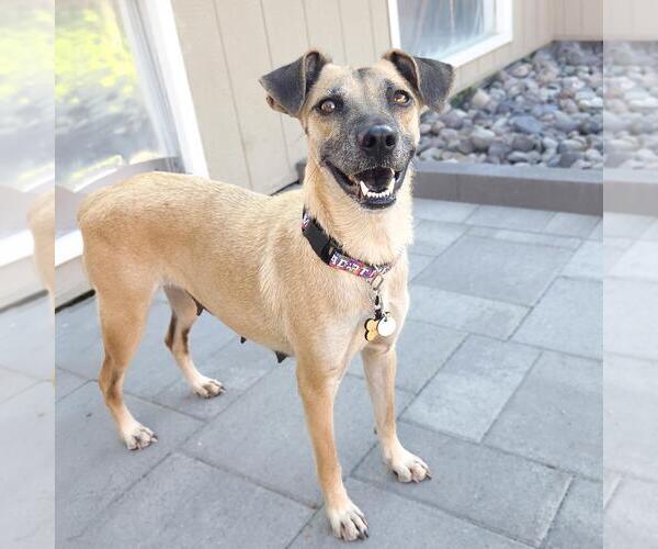 Medium Photo #5 Mutt Puppy For Sale in San Diego, CA, USA