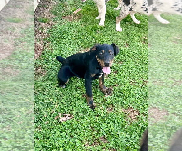 Medium Photo #4 Mutt Puppy For Sale in Mooresville, NC, USA