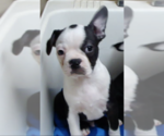 Small #2 Boston Terrier