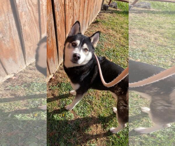 Medium Photo #1 Siberian Husky-Unknown Mix Puppy For Sale in Front Royal, VA, USA