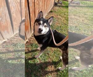 Siberian Husky-Unknown Mix Dogs for adoption in Front Royal, VA, USA