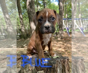 Boxer Puppy for sale in PENDLETON, SC, USA