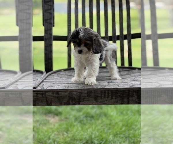 Medium Photo #2 Cavapoo (Miniature) Puppy For Sale in DUNDEE, OH, USA