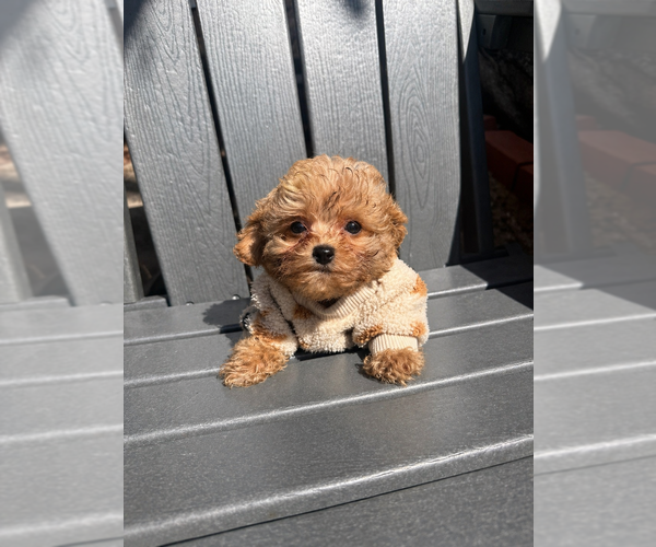 Medium Photo #7 Maltipoo (Toy) Puppy For Sale in MANHATTAN BEACH, CA, USA