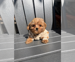 Small #6 Maltipoo (Toy)