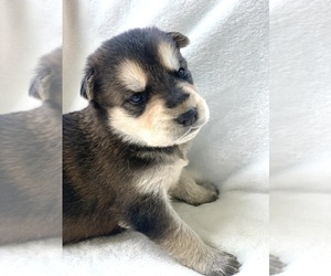 Siberian Husky Puppy for sale in SEATTLE, WA, USA