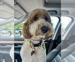 Small Photo #1 Goldendoodle Puppy For Sale in SHERMAN, TX, USA