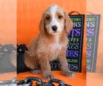 Small Photo #6 Australian Labradoodle Puppy For Sale in ASPERMONT, TX, USA