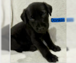 Small #4 Labrador Retriever Mix