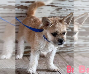 Cairn Terrier-Unknown Mix Dogs for adoption in Carrollton, TX, USA