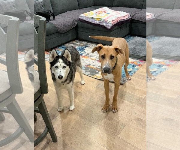 Medium Photo #4 Siberian Husky Puppy For Sale in Sandy, UT, USA