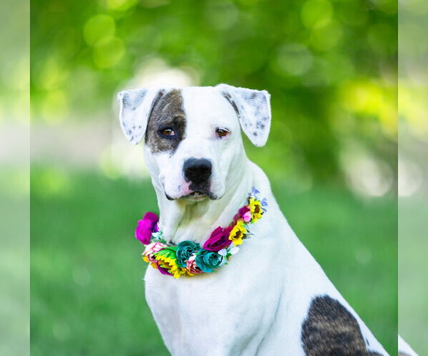 Medium Photo #3 Mutt Puppy For Sale in Unionville, PA, USA