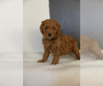 Small Photo #13 Poodle (Miniature) Puppy For Sale in WEST JORDAN, UT, USA