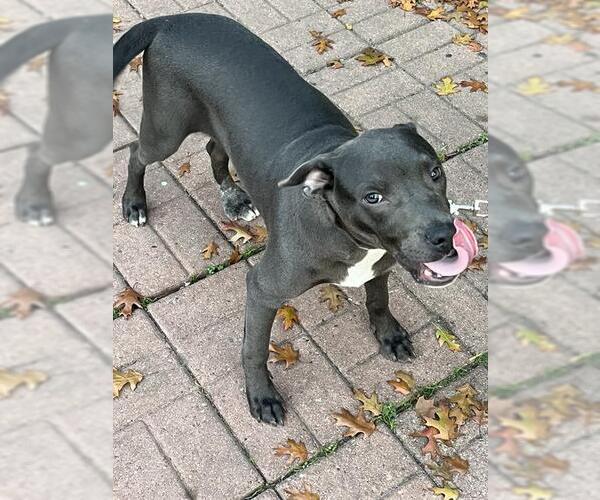 Medium Photo #1 American Staffordshire Terrier-Unknown Mix Puppy For Sale in San Antonio, TX, USA