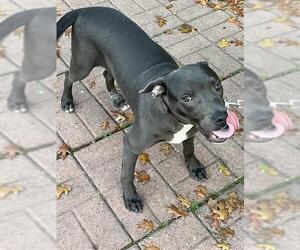 American Staffordshire Terrier-Unknown Mix Dogs for adoption in San Antonio, TX, USA