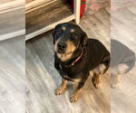 Small #2 Rottweiler Mix
