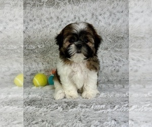 Shih Tzu Puppy for sale in GREENFIELD, IN, USA