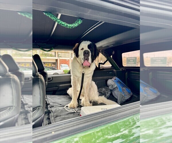 Medium Photo #1 Saint Bernard Puppy For Sale in INDIANTOWN, FL, USA