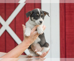 Small #3 Pembroke Welsh Corgi