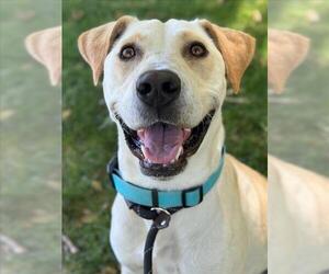 Labrador Retriever-Unknown Mix Dogs for adoption in Woodland, CA, USA
