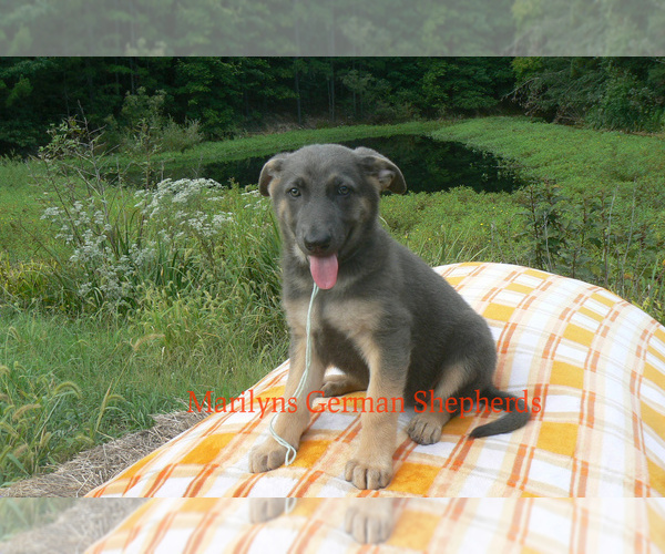 Medium Photo #1 German Shepherd Dog Puppy For Sale in PIEDMONT, MO, USA