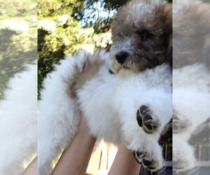 Poodle (Standard) Puppy for sale in DETROIT, MI, USA
