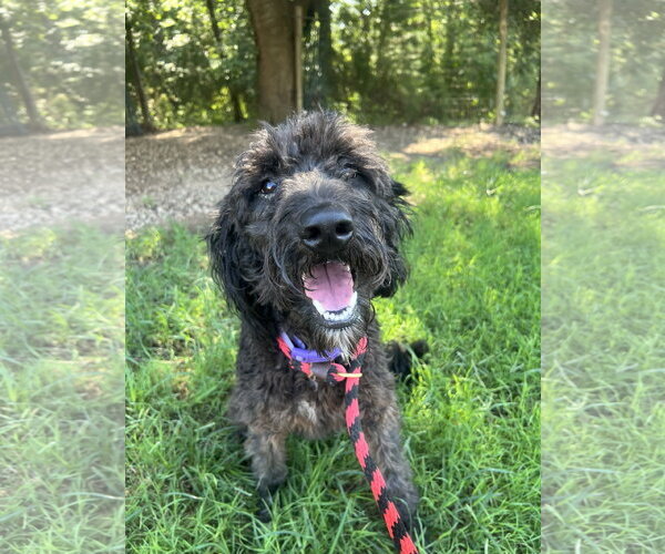 Medium Photo #2 Labradoodle Puppy For Sale in Pacolet, SC, USA