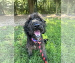 Small #1 Labradoodle