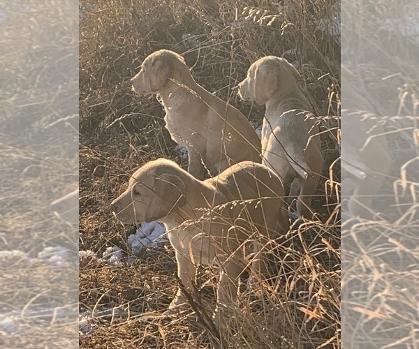 Medium Photo #2 Labrador Retriever Puppy For Sale in GRAND RAPIDS, MN, USA