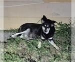 MILLIE - Female Doberman Pinscher-Unknown Mix Dog for Adoption - Small photo