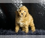 Small Photo #24 Poodle (Miniature) Puppy For Sale in WARSAW, IN, USA