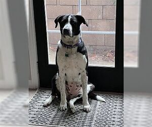 Lola - Female Australian Shepherd-Maremma Sheepdog Mix Dog for Adoption - Photo #6