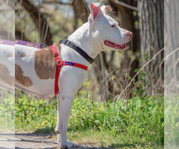 Medium Photo #3 American Staffordshire Terrier-Boxer Mix Puppy For Sale in Huntley, IL, USA