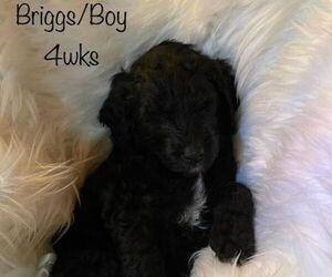 Labradoodle Puppy for sale in MEDFORD, OR, USA