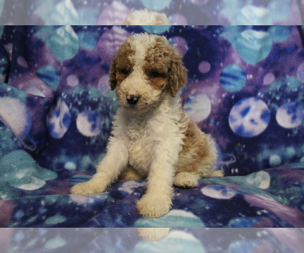Medium Photo #7 Poodle (Standard) Puppy For Sale in JOICE, IA, USA