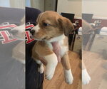 Small #5 Beagle Mix