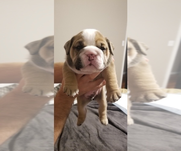 Medium Photo #2 English Bulldog Puppy For Sale in COTTLEVILLE, MO, USA